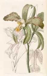 Cattleya granulosa
